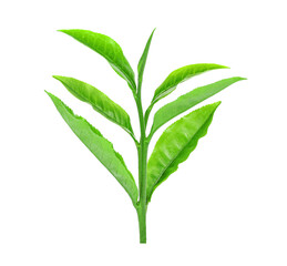 Fototapeta premium Fresh green tea leaves isolated on transparent background. PNG
