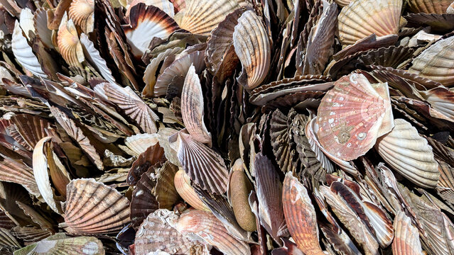 Large collection of great Scallop Shells (Pecten maximus) on sandy beach.