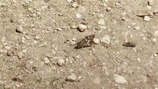 A peaceful butterfly rests quietly on the dry, stony ground of Crimea. This camouflaged insect brings a feeling of deep calm to the hot, sunny landscape.