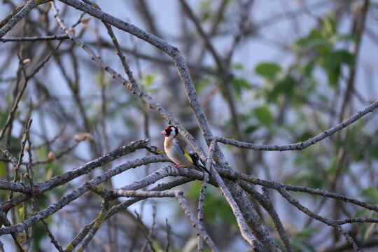 European goldfinch (Carduelis carduelis, Stieglitz) perching in a tree