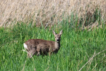 Roe deer (Capreolus capreolus, Reh) © ¡zenzen!
