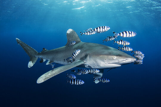 View of an oceanic whitetip shark swimming in deep blue water surrounded by a school of pilot fish in Egypt.
