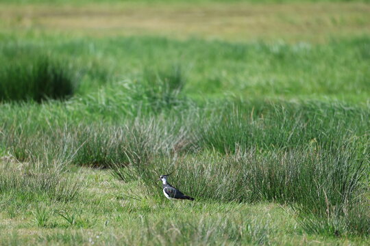 Northern lapwing (Vanellus vanellus, Kiebitz)