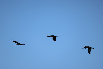 Fototapeta premium Common Crane (Grus grus)