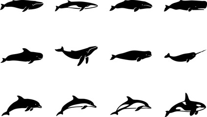 Black silhouette set of various marine whales and dolphins with sea life sea creatures blue whale © BD 