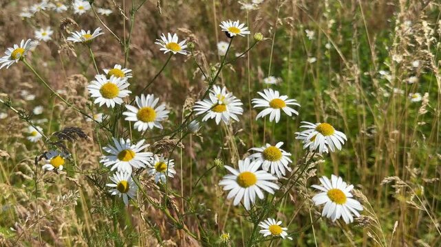 Daisies in a meadow. Scentless chamomile, chamomile, Wild chamomile, Scentless mayweed