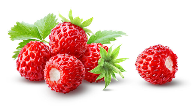 Heap of juicy ripe wild forest strawberries with leaves isolated on transparent background.