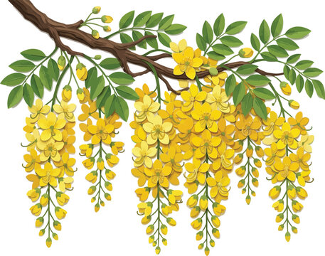 Golden Shower Tree branch with vibrant yellow flowers and green leaves a botanical vector illustration isolated on white for design projects