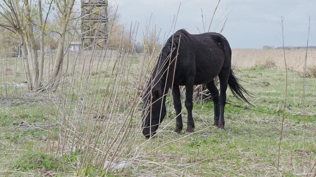 two wild black horses grazing in a green meadow with a wooden birdwatching tower
