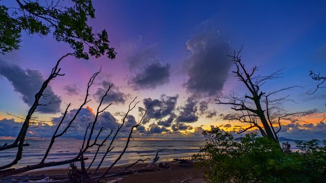 Tropical Beach Covered in Fallen Pine Logs. Large tree trunks resting along an eroded sandy beach, highlighting the impact of coastal erosion, rising seas, and natural shoreline transformation.