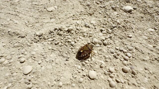 A small shield bug walks quietly across the hot, dusty ground of Crimea. This bright, lonely scene brings a peaceful feeling of calm.