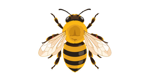 Top view bee with striped abdomen and transparent wings