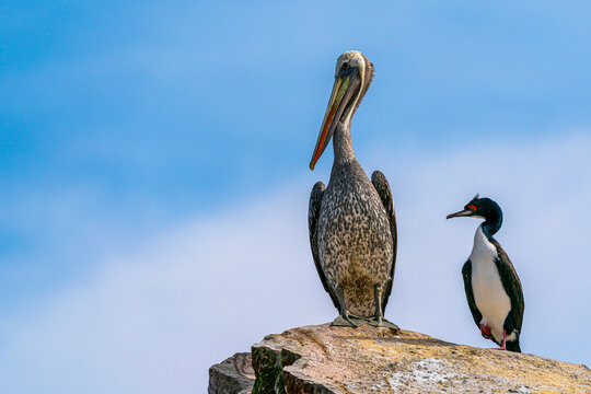 Peruvian pelican with a Guanay cormorant standing on a coastal rock in Paracas Peru