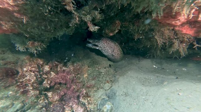 Reef Predator: 4K Close-Up of a Spotted Moray Eel Peeking from a Rocky Crevice on a Coral Reef, Florida
