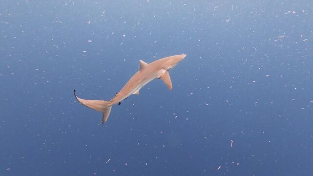 4K Video of a Lone Silky Shark Swimming in Blue Open Water, Jupiter, Florida