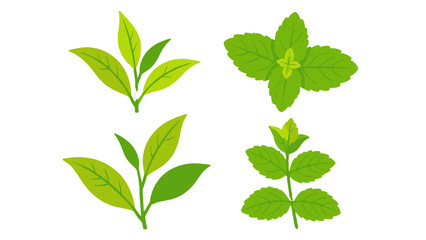 Green tea and mint leaf branches botanical vector set © icon_art