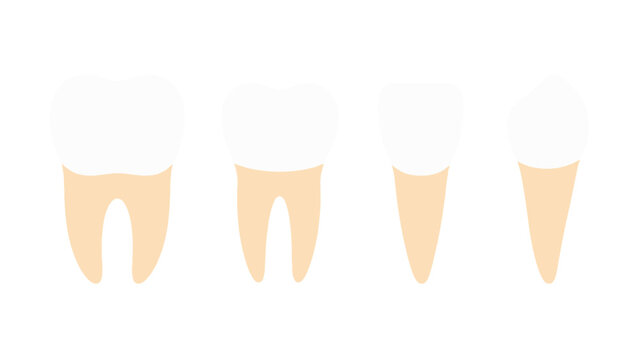 Human tooth types vector set with molar premolar incisor and canine