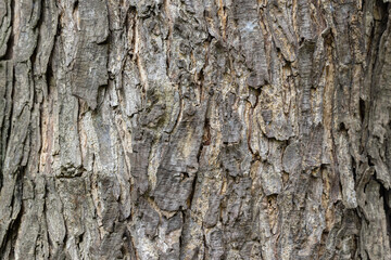 Fototapeta premium Close-up of Detailed Tree Bark Texture with Moss,A detailed, high-resolution close-up shot capturing the rugged and weathered texture of mature tree bark, highlighted with patches of vibrant green.
