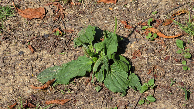 Broadleaf plantain weed growing in dry dirt ground surrounded by fallen brown autumn leaves