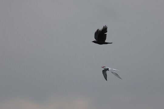 jackdaw and tern