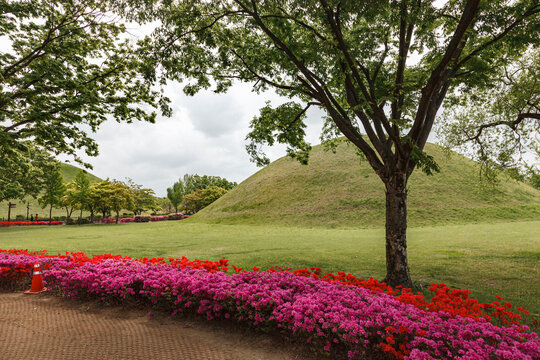 Ancient Royal Burial Mounds and Blooming Flowers at Daereungwon Tomb Complex in Gyeongju