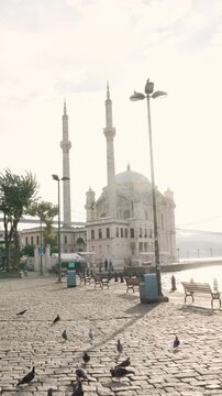 Pigeons by Ortakoy Mosque on the Bosphorus in Istanbul Turkey
