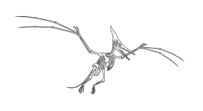 Detailed black and white drawing of a flying pterodactyl pterosaur dinosaur skeleton isolated on a white backdrop.