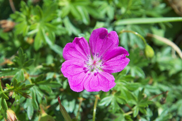Obraz premium Bright Pink Wild Geranium in a Garden