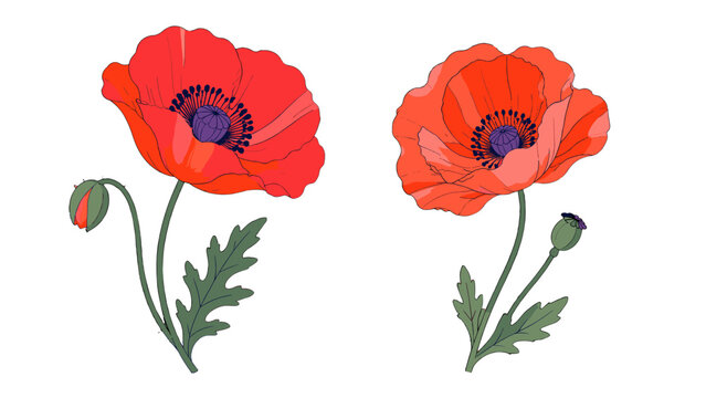 Isolated red poppy flower icons with buds and leaves