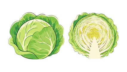 Naklejka premium Sketch style cabbage vegetable icons with whole and cut section