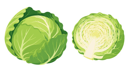 Fototapeta premium Whole and halved green cabbage isolated vector illustration