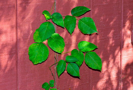 Poison ivy, Toxicodendron radicans, growing on the side of a red shed 