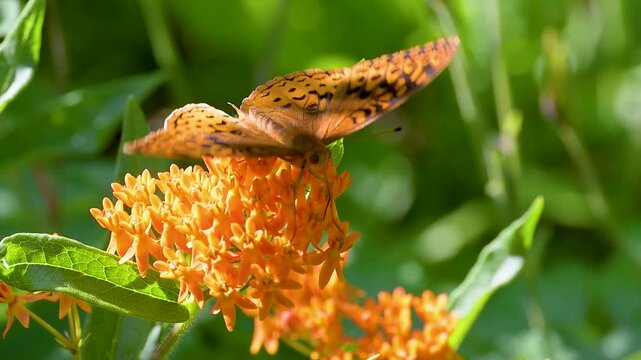 Orange fritillary butterfly close up, feeding on an orange butterfly weed flower 