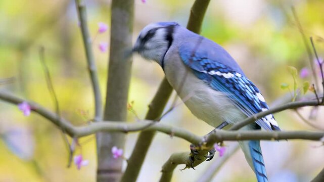 Close up of a  blue jay bird, Cyanocitta cristata, on a branch in a tree, checking out its surroundings, flies away and comes right back