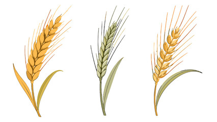 Fototapeta premium Set of wheat rye and barley ears isolated on white