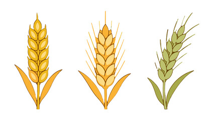 Fototapeta premium Set of wheat and rye ears in simple vector style