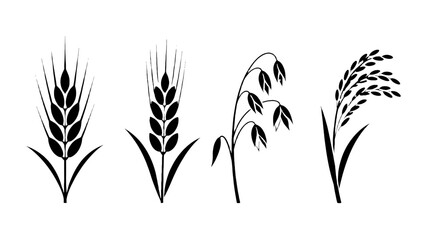 Fototapeta premium Black cereal grain ear silhouettes set with wheat oat and rice