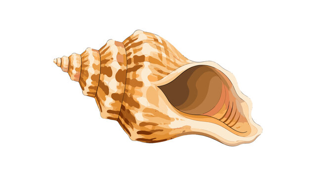 Detailed whelk sea shell isolated on white background