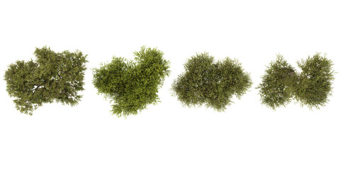 Fototapeta premium 3d illustration of Olea trees on transparent background from the top view