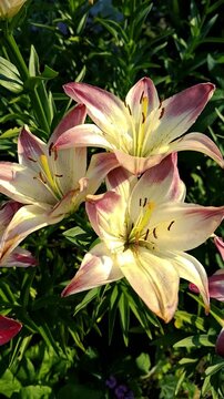 A cluster of elegant purple and white lilies shakes gently on a warm windy summer day. The cinematic nature shot focuses on detailed colorful flower petals in a backyard bed.