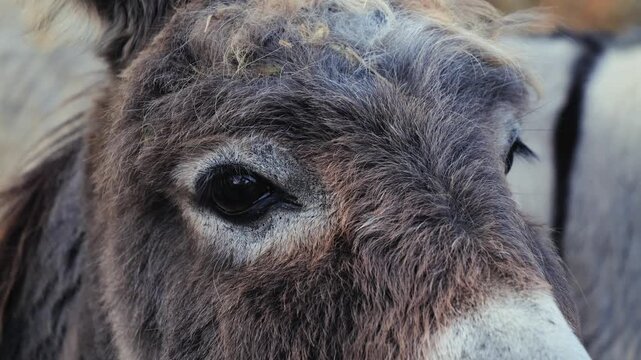 Donkey portrait, close-up of the donkey's muzzle. Beautiful large eyes and thick fur of animal. High quality 4k footage