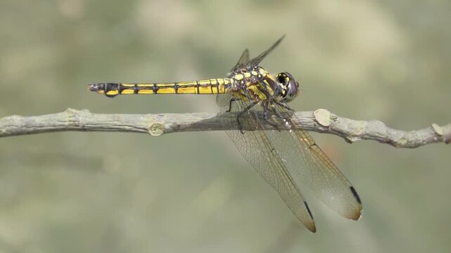 Close-up slow motion footage of a dragonfly resting on a dry branch in its natural habitat