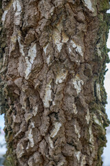 Obraz premium Close-up of rough textured birch tree bark with white patches