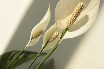Art Spathiphyllum Flower on beige wall. Minimalist still life. Light and shadow sunlight window aesthetic natural background. © Liliia