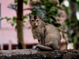 A cute cat sitting calmly on a wall, enjoying the soft breeze and the peaceful surroundings. © MdAshaduzzaman