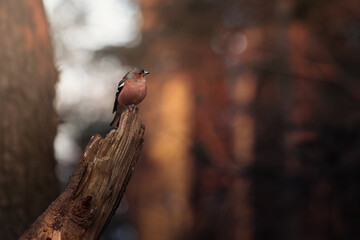 Zięba © Sieku Photo