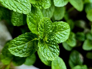 Spearmint, or spear mint plant growing in home garden, Spearmint (Mentha spicata), also known as garden mint, common mint, lamb mint  © MdAshaduzzaman