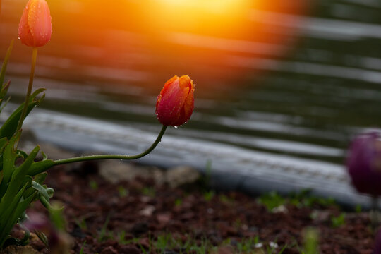Fresh spring tulip bud with morning dew drops. Beautiful macro shot of a blooming flower in the rain, featuring elegant bokeh and soft golden light flair.