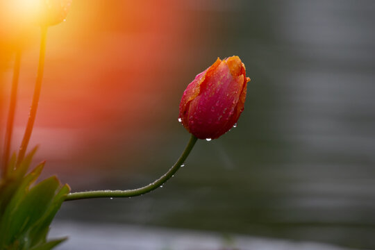 Fresh spring tulip bud with morning dew drops. Beautiful macro shot of a blooming flower in the rain, featuring elegant bokeh and soft golden light flair.