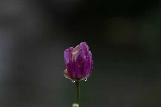 Fresh spring tulip bud with morning dew drops. Beautiful macro shot of a blooming flower in the rain, featuring elegant bokeh and soft golden light flair.